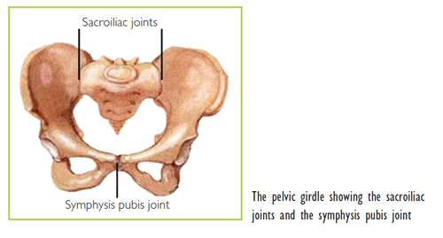 Weighting and Expecting: Pelvic Girdle Pain During Pregnancy